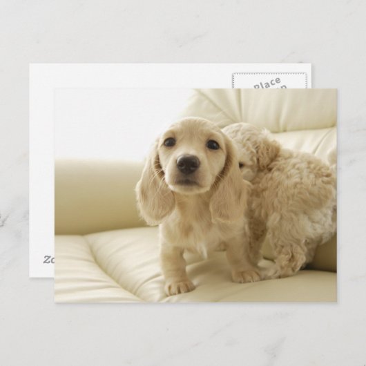 犬 ポストカード (正面/裏面)