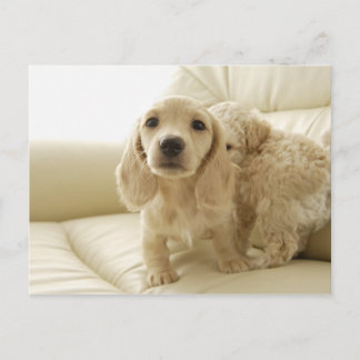 犬 ポストカード