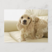 犬 ポストカード (正面)