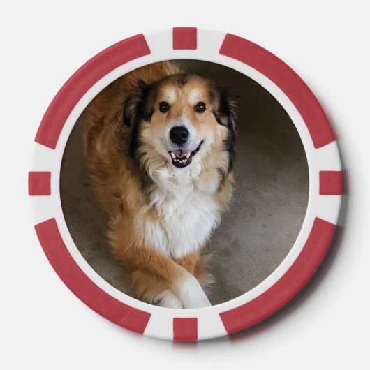 犬 ポーカーチップ (正面)