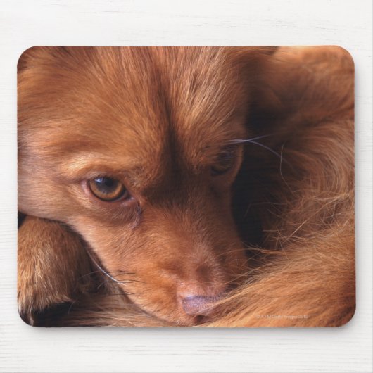 犬 マウスパッド (正面)