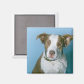 犬 マグネット (正面/裏面)