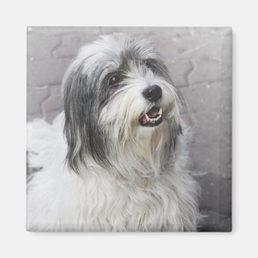 犬 マグネット (正面)