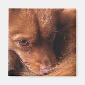 犬 マグネット (正面)