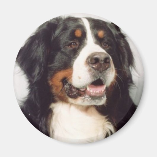 犬 マグネット (正面)