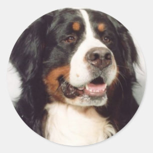 犬 ラウンドシール