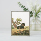 犬-大陸おもちゃスパニエル犬 ポストカード (スタンド正面)