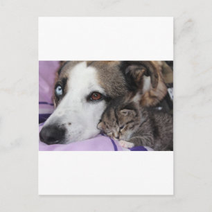 犬、猫、友情 ポストカード