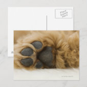 犬、脚のビュー ポストカード (正面/裏面)