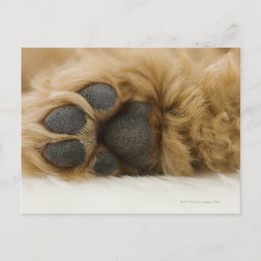 犬、脚のビュー ポストカード (正面)