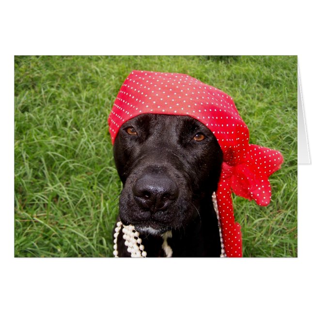 犬、黒い実験室、赤いhankerchiefの芝生を略奪して下さい (正面横)