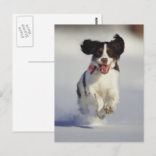犬 – 1 ポストカード (正面/裏面)