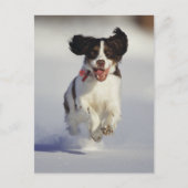 犬 – 1 ポストカード (正面)