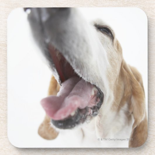 犬「sの鼻、クローズアップ コースター (正面)