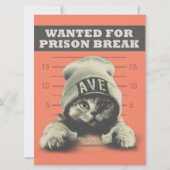 犯罪子猫 カード (正面)