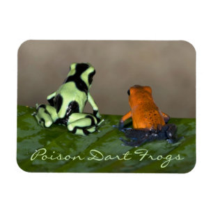 状態の熟考 マグネット