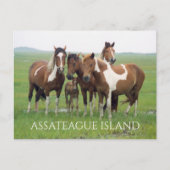 狂牛病の無人島、アサーテアウア島、ナショナルシーショア ポストカード (正面)