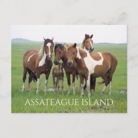 狂牛病の無人島、アサーテアウア島、ナショナルシーショア ポストカード (正面)