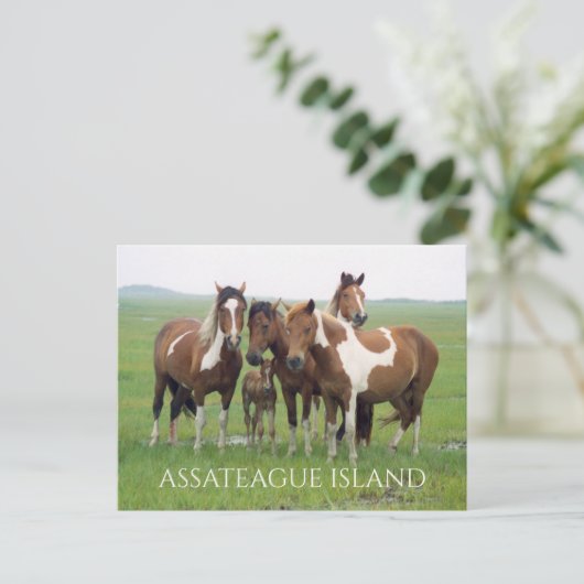 狂牛病の無人島、アサーテアウア島、ナショナルシーショア ポストカード (スタンド正面)