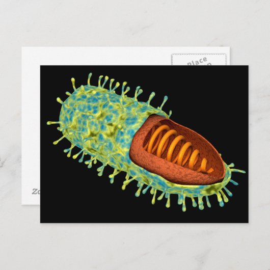 狂犬病ウイルスの概念像3 ポストカード (正面/裏面)
