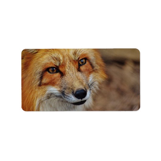 狡猾なキツネ ラベル (正面)