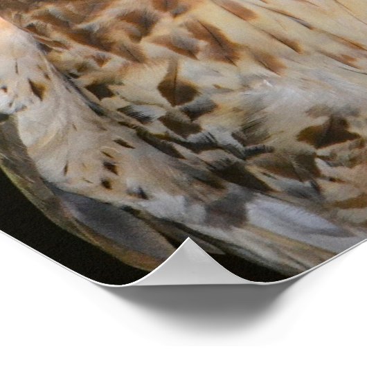 狡猾なタカ ポスター (角)