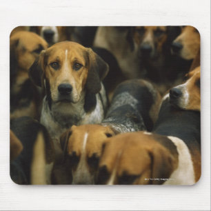 狩りのfoxhound、ゴールウェイのブレザー、アイルランド マウスパッド
