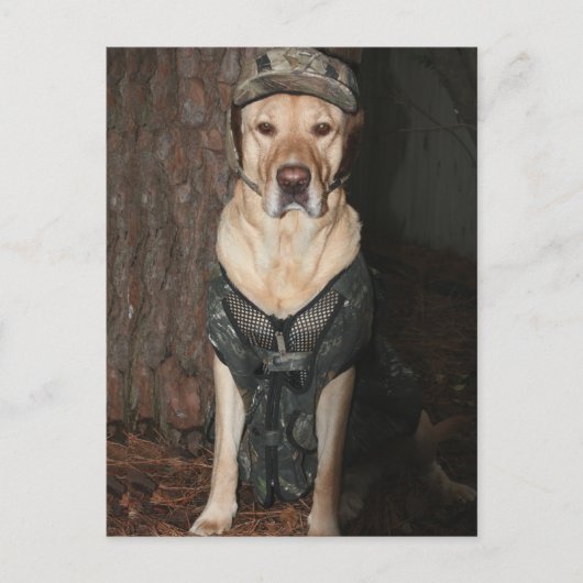 狩りイエロー・ラブラドール・レトリーバーはがき ポストカード (正面)