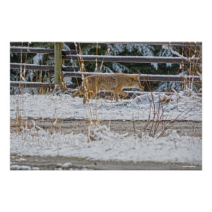 狩りコヨーテと冬の雪野生生物の写真 ポスター