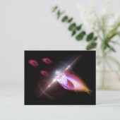 狩りディナーX線魚1 ポストカード (スタンド正面)