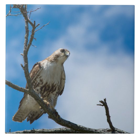 狩り大きい6 x 6で陶磁器の写真のタイル咳払いで出して下さい タイル (正面)