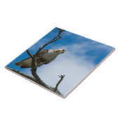 狩り大きい6 x 6で陶磁器の写真のタイル咳払いで出して下さい タイル (側面)