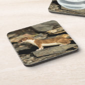 狩り コースター (左側)