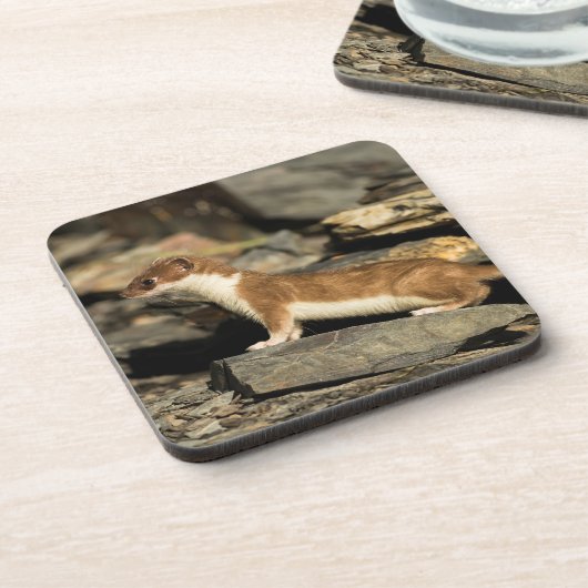 狩り コースター (左側)