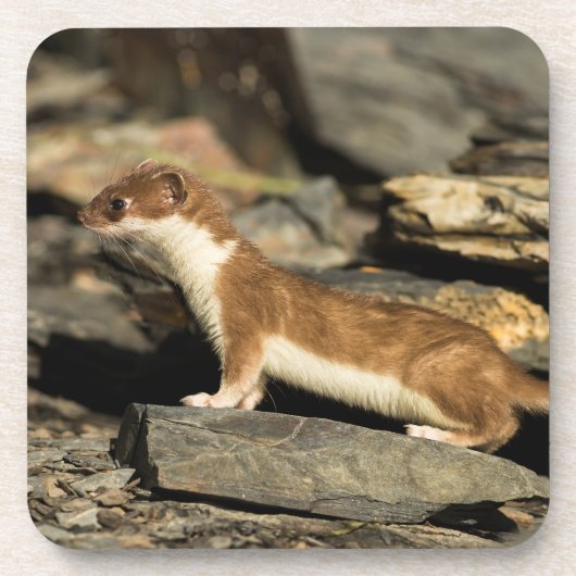 狩り コースター (正面)