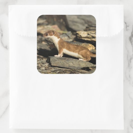 狩り スクエアシール (バッグ)