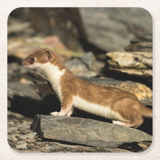 狩り スクエアペーパーコースター (正面)