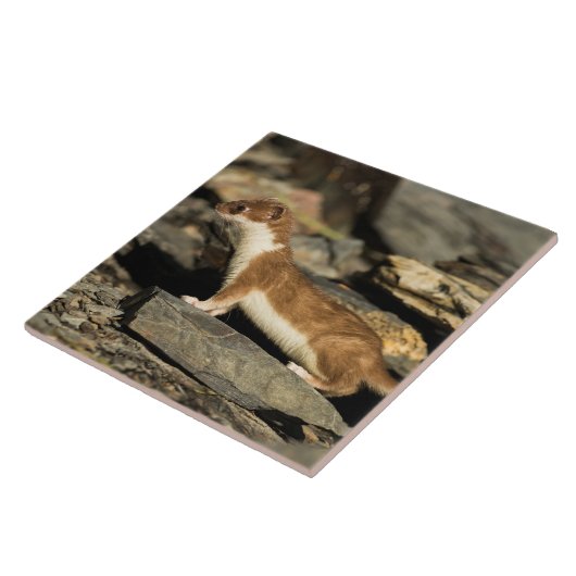 狩り タイル (側面)