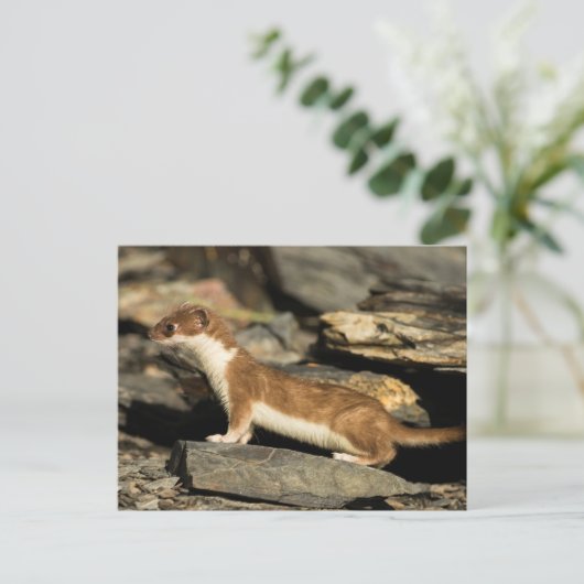 狩り ポストカード (スタンド正面)