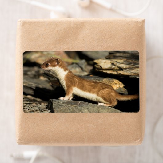 狩り ラベル (インサイチュ)