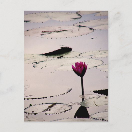 独唱 |カンボジア ポストカード (正面)