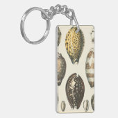 独特に定形貝殻 キーホルダー (正面左)