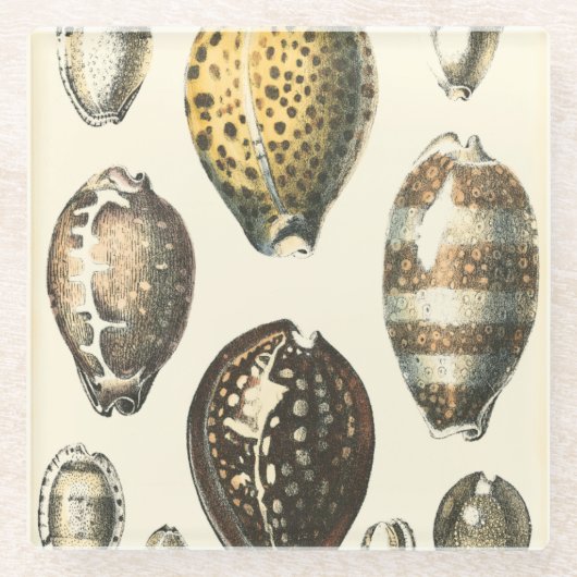 独特の形をした貝殻 ガラスコースター (正面)