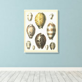 独特の形をした貝殻 キャンバスプリント (インサイチュ (ウッドフロア))