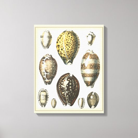 独特の形をした貝殻 キャンバスプリント (正面)