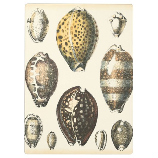 独特の形をした貝殻 クリップボード (裏面)