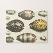 独特の形をした貝殻 ジグソーパズル (横)