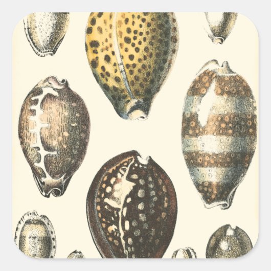 独特の形をした貝殻 スクエアシール (正面)