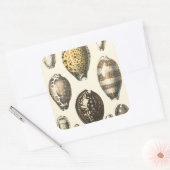 独特の形をした貝殻 スクエアシール (封筒)
