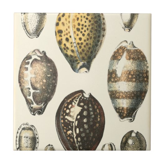 独特の形をした貝殻 タイル (正面)
